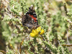 Vanessa vulcania