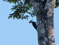 Campephilus melanoleucos