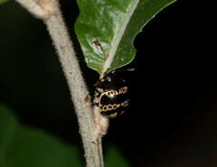 Platyphora fulvicornis