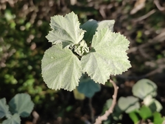 Malva subovata