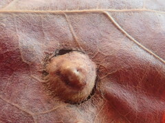 Callirhytis quercusfutilis