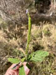 Heliotropium amplexicaule