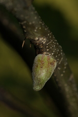 Callirhytis quercusventricosa