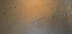 Moenkhausia oligolepis