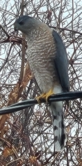 Accipiter cooperii