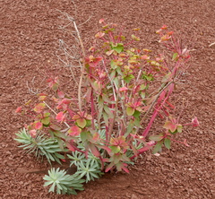Euphorbia nicaeensis