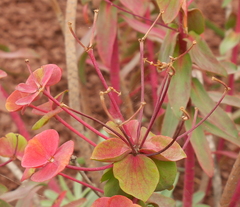 Euphorbia nicaeensis