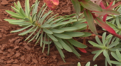 Euphorbia nicaeensis