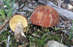 Leccinum insigne