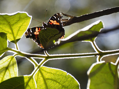 Vanessa vulcania