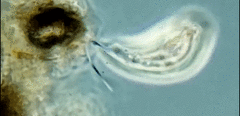Tropidoatractus spinosus