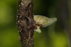 Callirhytis quercusventricosa