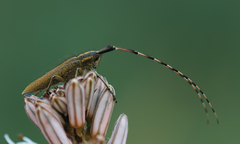 Agapanthia asphodeli