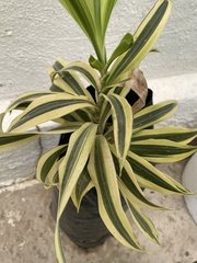 Agave desmettiana