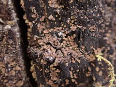 Hypocenomyce scalaris