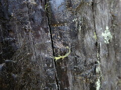 Hypocenomyce scalaris