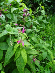 Salvia tortuosa