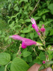 Salvia tortuosa