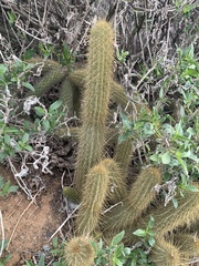 Bergerocactus emoryi