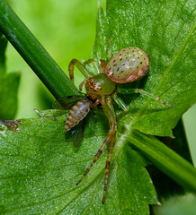 Diaea ambara