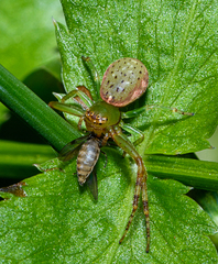 Diaea ambara