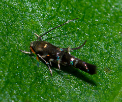 Zapyrastra calliphana