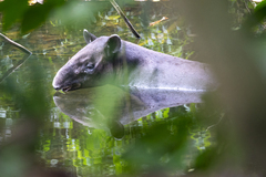 Tapirus bairdii
