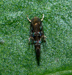 Zapyrastra calliphana