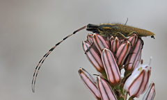 Agapanthia asphodeli