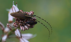 Agapanthia asphodeli