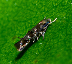 Zapyrastra calliphana