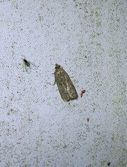 Glyphidocera juniperella