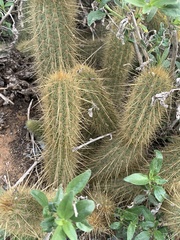 Bergerocactus emoryi