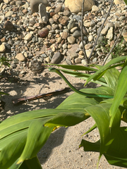Leptophis diplotropis