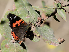 Vanessa vulcania