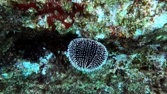 Sphaerechinus granularis