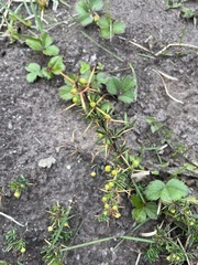 Berberis empetrifolia