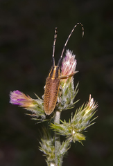 Agapanthia lateralis