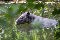 Tapirus bairdii