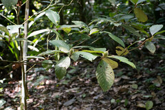 Duroia hirsuta