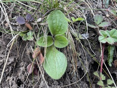 Calceolaria biflora