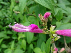 Salvia tortuosa