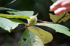 Duroia hirsuta