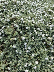 Pimelea prostrata