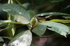 Duroia hirsuta