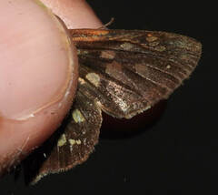 Thracides arcalaus