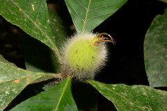 Duroia hirsuta
