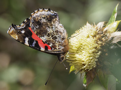 Vanessa vulcania