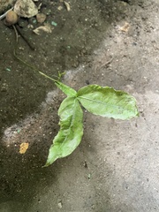 Melicoccus bijugatus