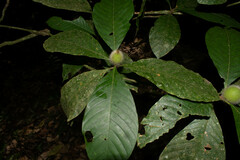 Duroia hirsuta